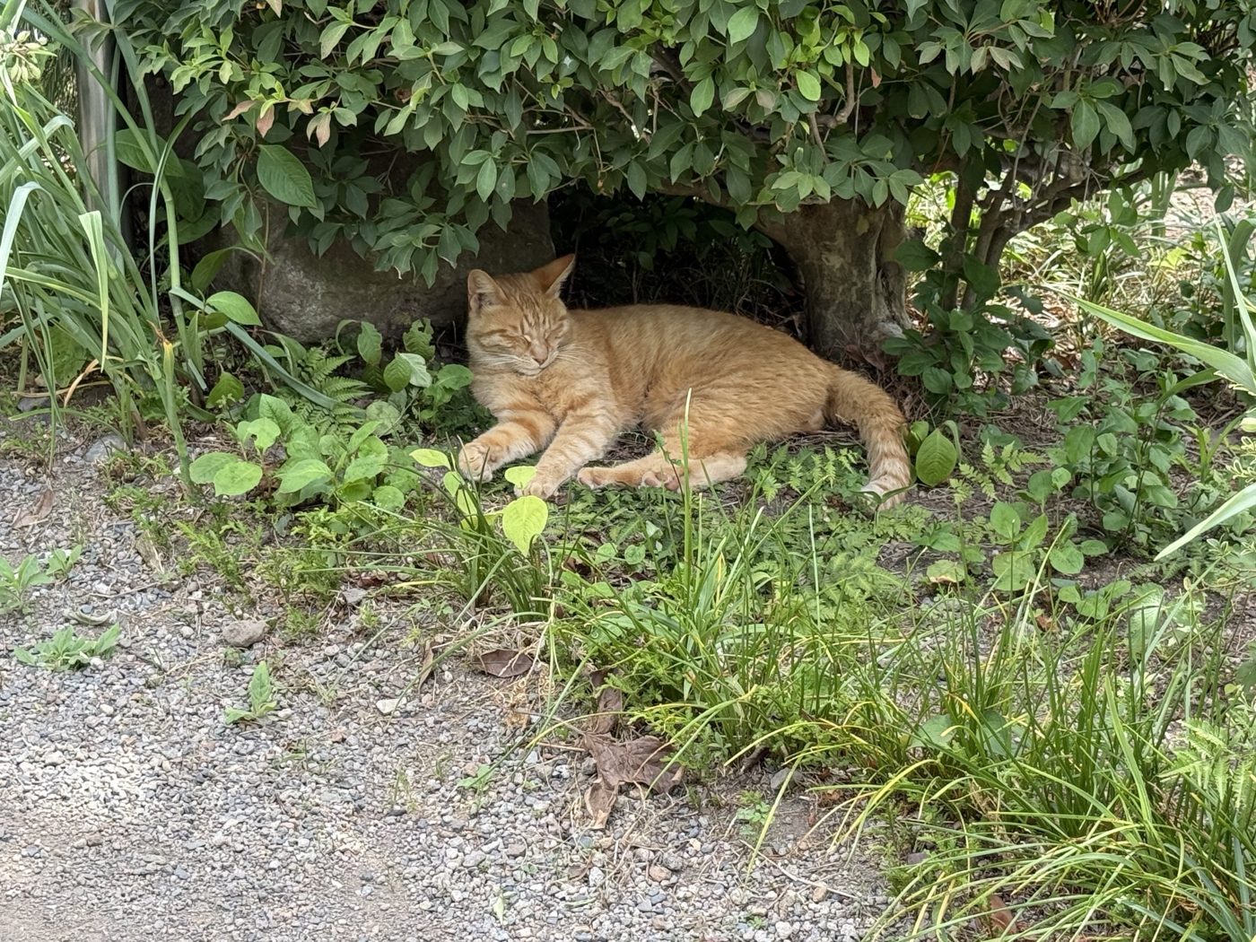 茂みの下で眠る茶トラの猫