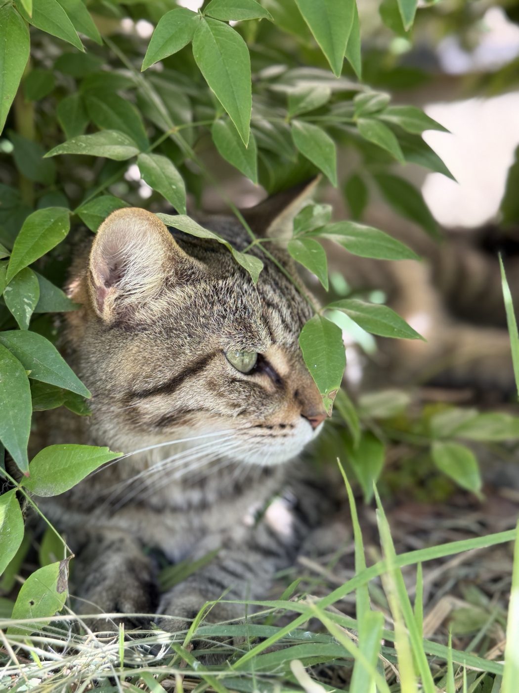 葉のあいだからのぞくキジトラの猫