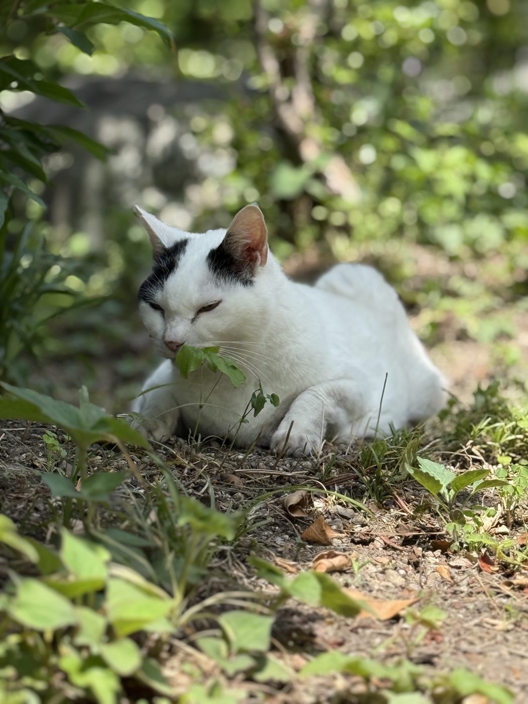 草のにおいをかぐ白黒の猫