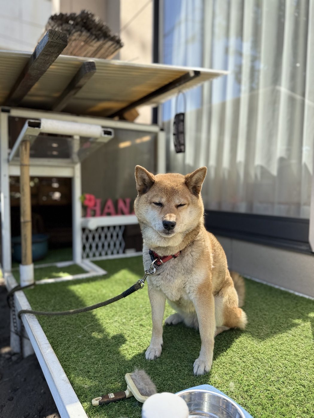目を細めてお座りする柴犬